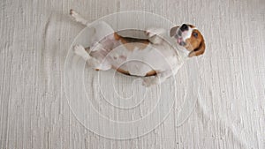 Dog Beagle sitting at home on the floor and executes somersault team. Top view. Mans best friend.