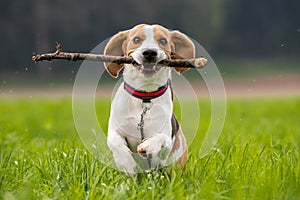 Beagle dog in a field runs with a stick