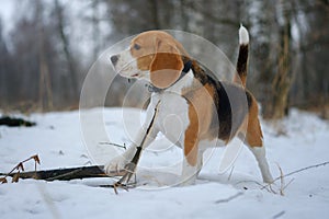 Beagle dog chewing a dry branch in winter forest