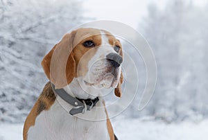 Beagle dog walking in the winter snowy forest