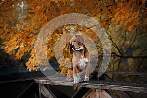 Dog Beagle walking in autumn park