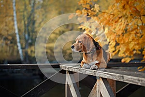 Dog Beagle walking in autumn park