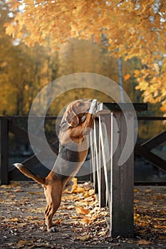 Dog Beagle walking in autumn park