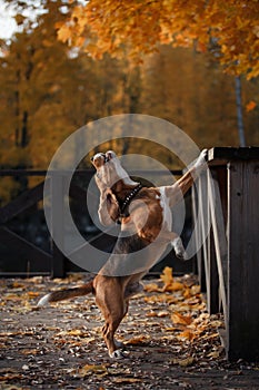 Dog Beagle walking in autumn park