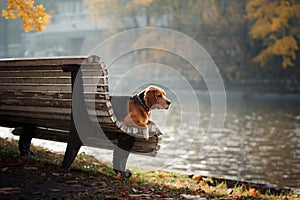 Dog Beagle walking in autumn park