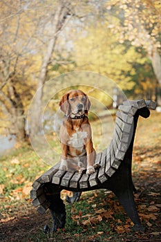 Dog Beagle walking in autumn park