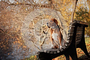 Dog Beagle walking in autumn park