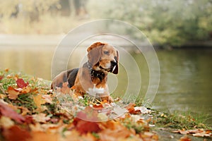 Dog Beagle walking in autumn park