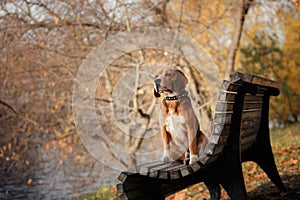 Dog Beagle walking in autumn park