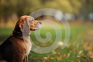 Dog Beagle walking in autumn park