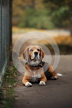 Dog Beagle walking in autumn park