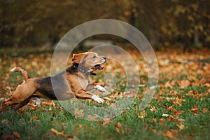 Dog Beagle walking in autumn park