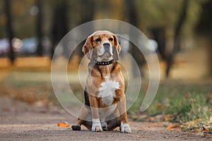 Dog Beagle walking in autumn park