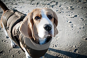 Dog beagle in winter clothes