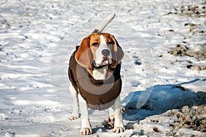 Dog beagle in winter clothes