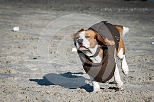 Dog beagle in winter clothes