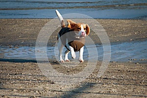 Dog beagle in winter clothes