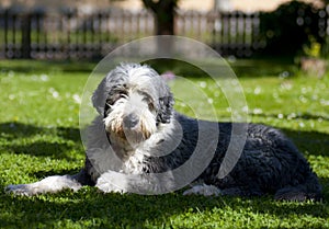 Dog, bearded collie photo