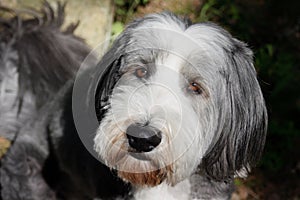 Dog, bearded collie