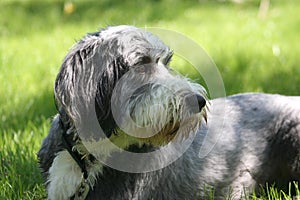 Dog, bearded collie