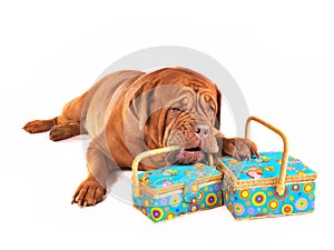 Dog with Beautiful Boxes