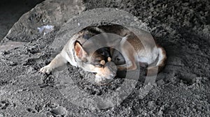 dog with beautiful fur color. an annoying dog sleeping on the sand. dog cowering.