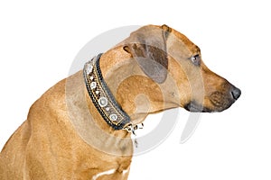 Dog with beautiful handmade dog collars