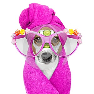 Dog with a beauty mask wellness spa