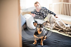 Dog on a bed