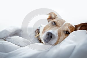 Dog in bed