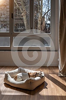 El perro una cama en la luz ventanas 