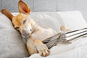 Dog in bed with newspaper