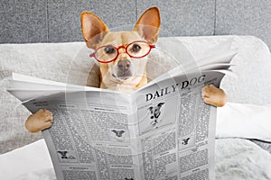 Dog in bed reading newspaper