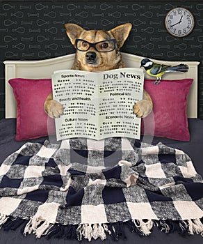 Dog in bed reads newspaper