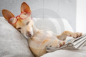 Dog in bed with newspaper photo