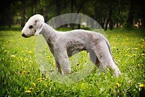 Dog Bedlington Terrier standing in show position in the summer