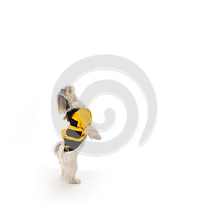 Dog bee