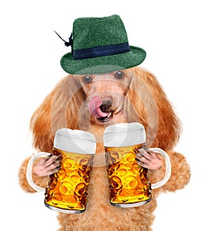 Dog with a beer