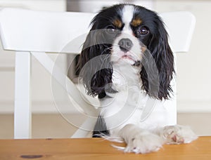 Dog begging for food