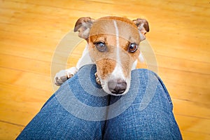 Dog begging on lap