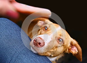 Dog begging for sausage close up portrait