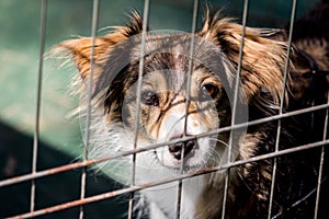 Dog behind bars