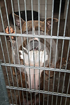 Dog behind bars