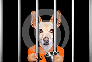 Dog behind bars in jail prison