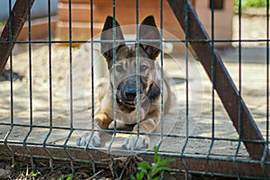 Dog behind bars