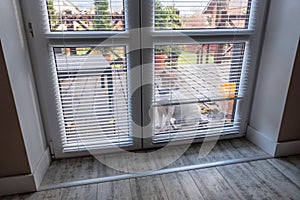 Dog behind closed doors