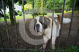 Dog behind a fence