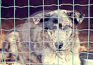 Dog behind a fence