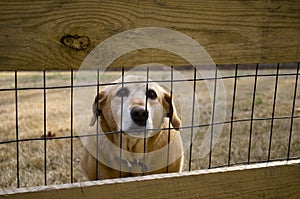 Dog behind the fence