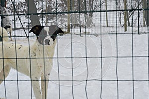 Dog behind the fence mesh in a snow field in a shelter for homeless dogs.